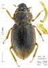 Ochthebius viridis